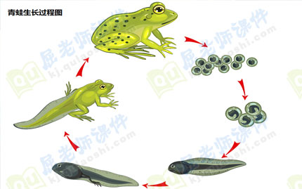 2,出示青蛙生长过程ppt图片了解青蛙的生长过程