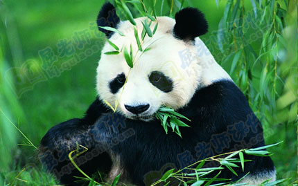 大熊猫的特点爱好图片