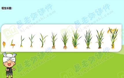 水稻成熟过程图片